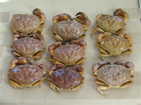 sand crabs california|crabs native to california.